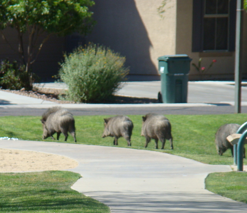 Wild pigs in the suburban desert…