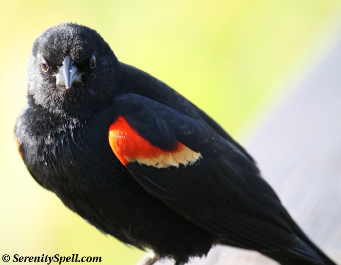 Red Winged Blackbird – my mom’s favorite bird