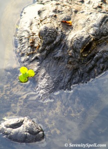 Alligator blossom