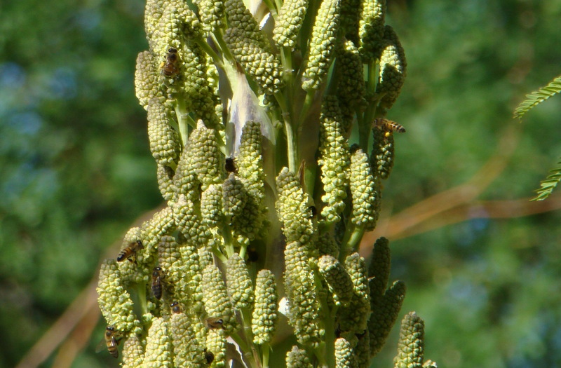 The Amazing Yucca Stalk… Part 3 – the bees