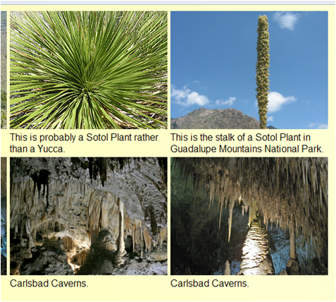 The Amazing Yucca Stalk… Part 5 – He has a name!