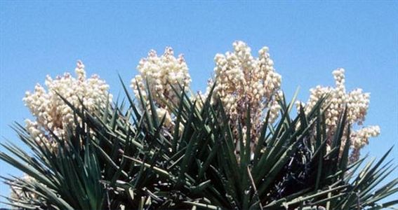The amazing yucca stalk… Part 2 – the flowers